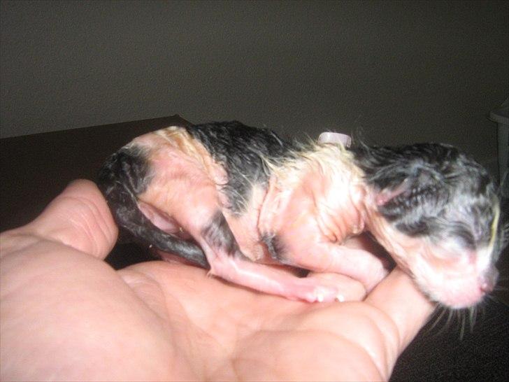 Blanding af racer Madsen - Killing nummer 4 billede 15