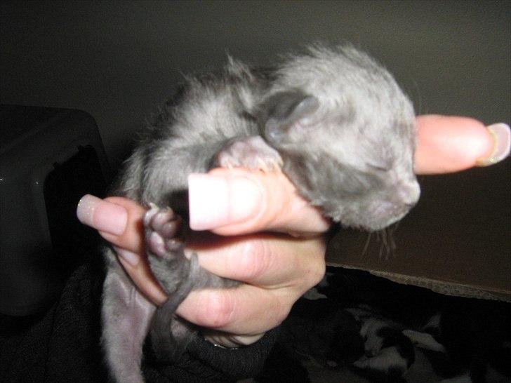 Blanding af racer Madsen - Killing nummer 3. 1 uge gammel.

Reseveret billede 18