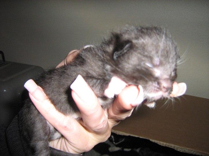 Blanding af racer Madsen - Killing nummer 2. 1 uge gammel billede 17