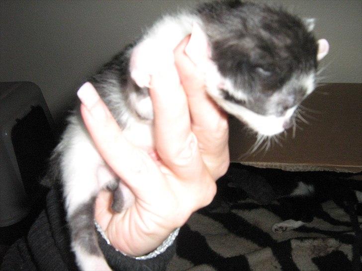 Blanding af racer Madsen - Killing nummer 4. 1 uge gammel billede 19