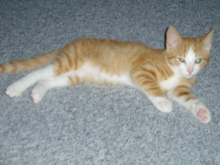 Huskat Toulouse billede 2