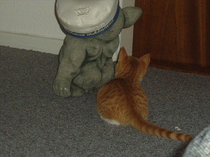 Huskat Toulouse billede 3