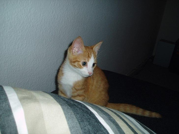 Huskat Toulouse billede 7