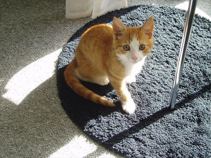 Huskat Toulouse billede 5