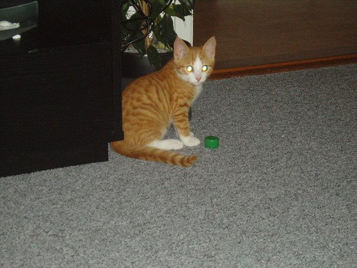 Huskat Toulouse billede 4