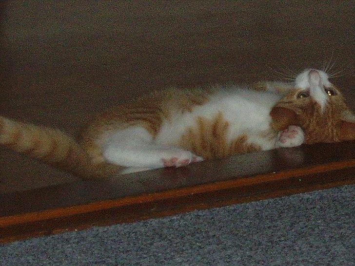 Huskat Toulouse billede 6