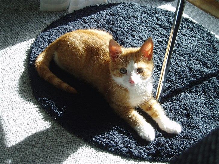 Huskat Toulouse billede 8