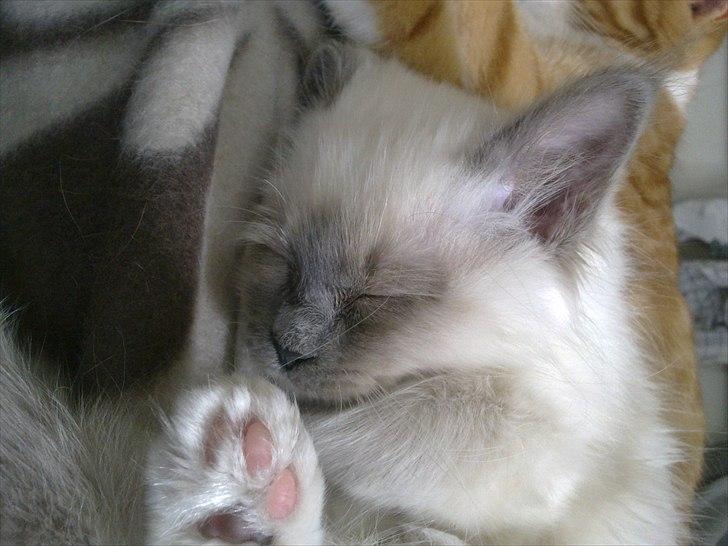 Hellig Birma Lilly billede 13