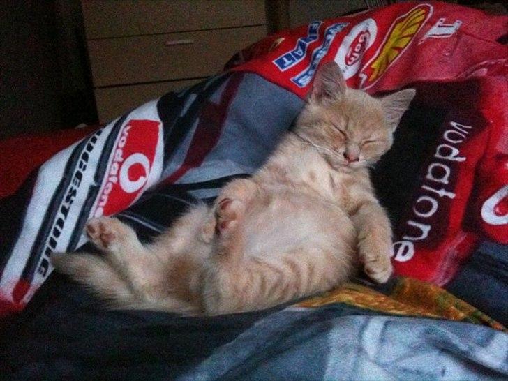 Blanding af racer Frans :-) billede 1