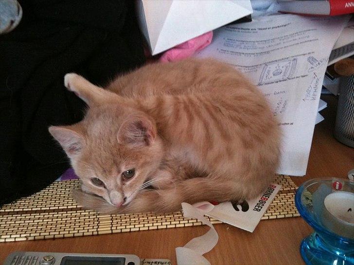 Blanding af racer Frans :-) billede 4