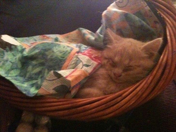 Blanding af racer Frans :-) billede 5