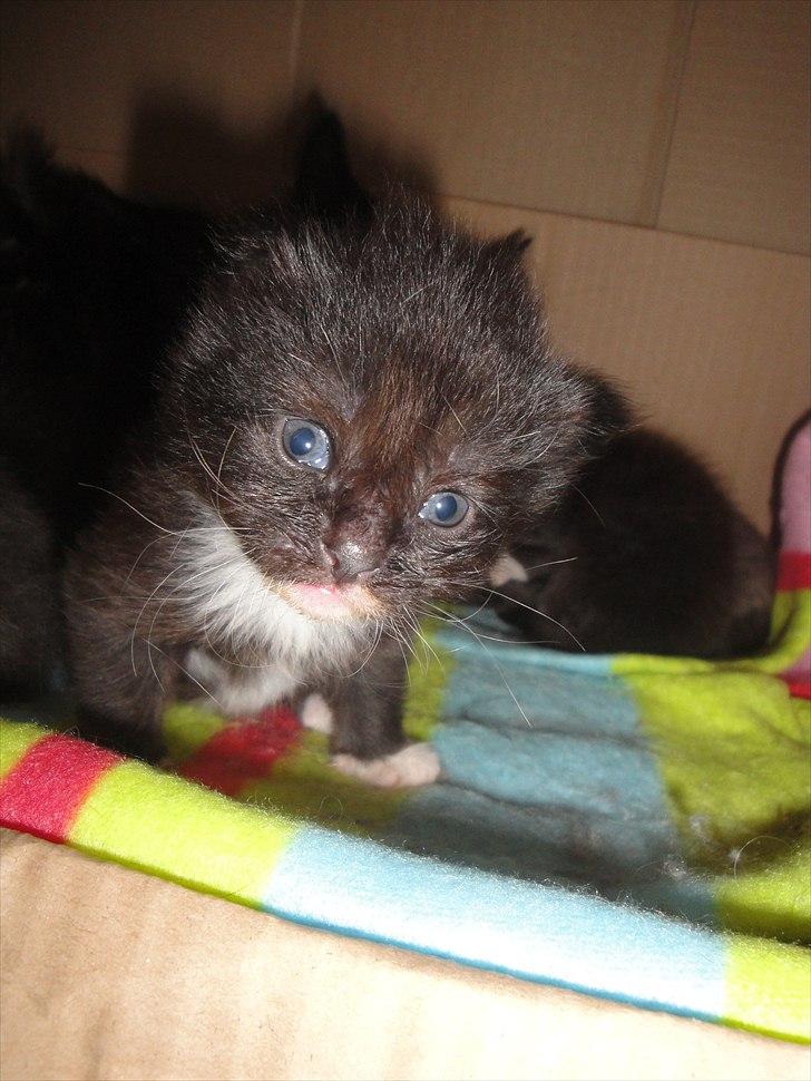 Norsk Skovkat basse billede 1