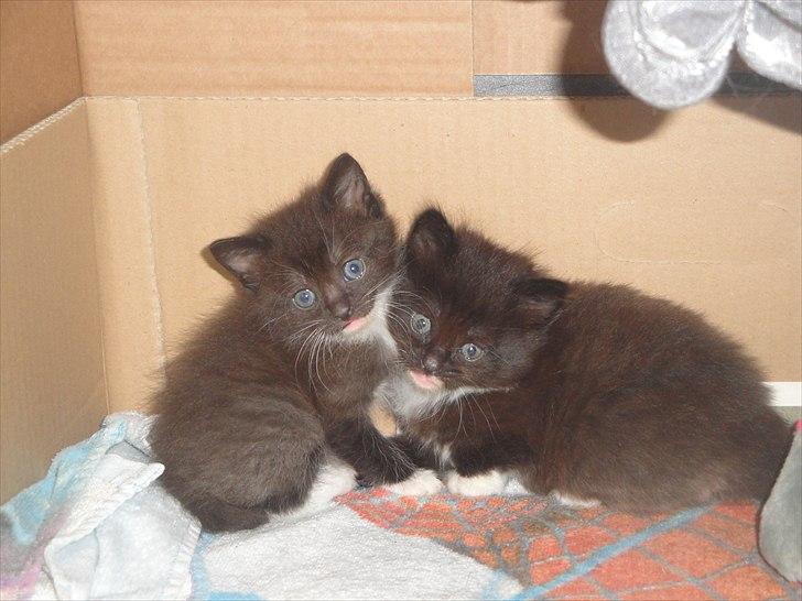 Norsk Skovkat basse billede 2