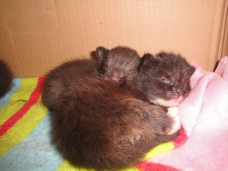 Norsk Skovkat basse billede 3