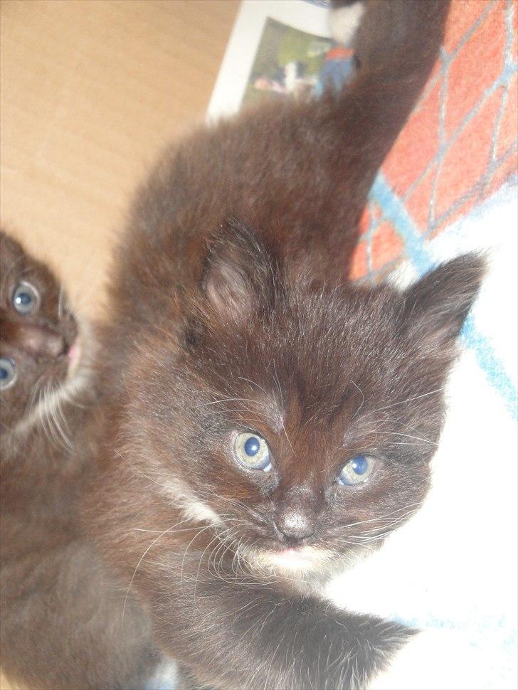 Norsk Skovkat basse billede 4