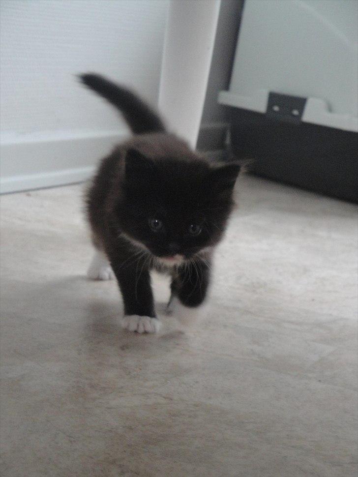 Norsk Skovkat basse billede 5