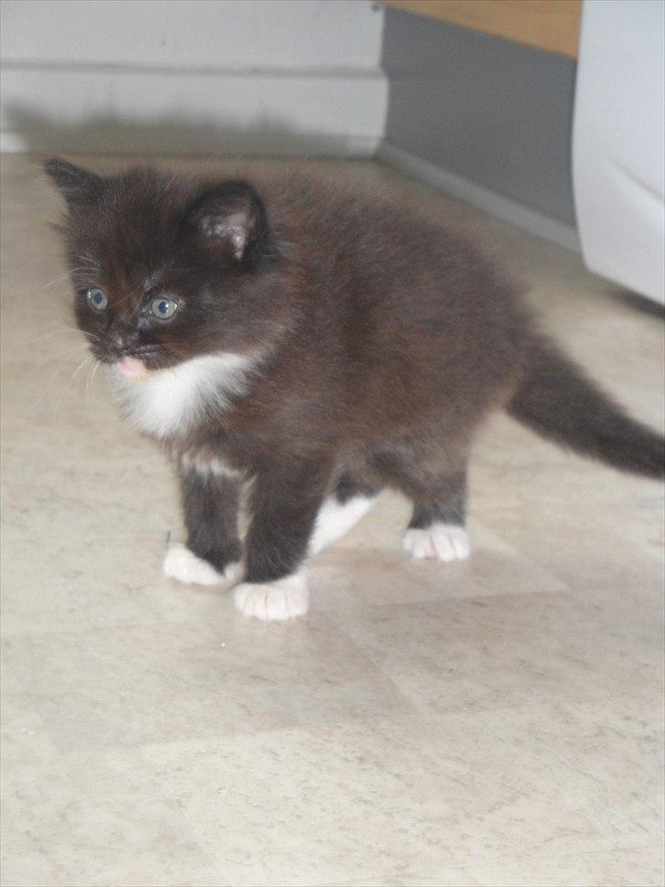 Norsk Skovkat basse billede 6