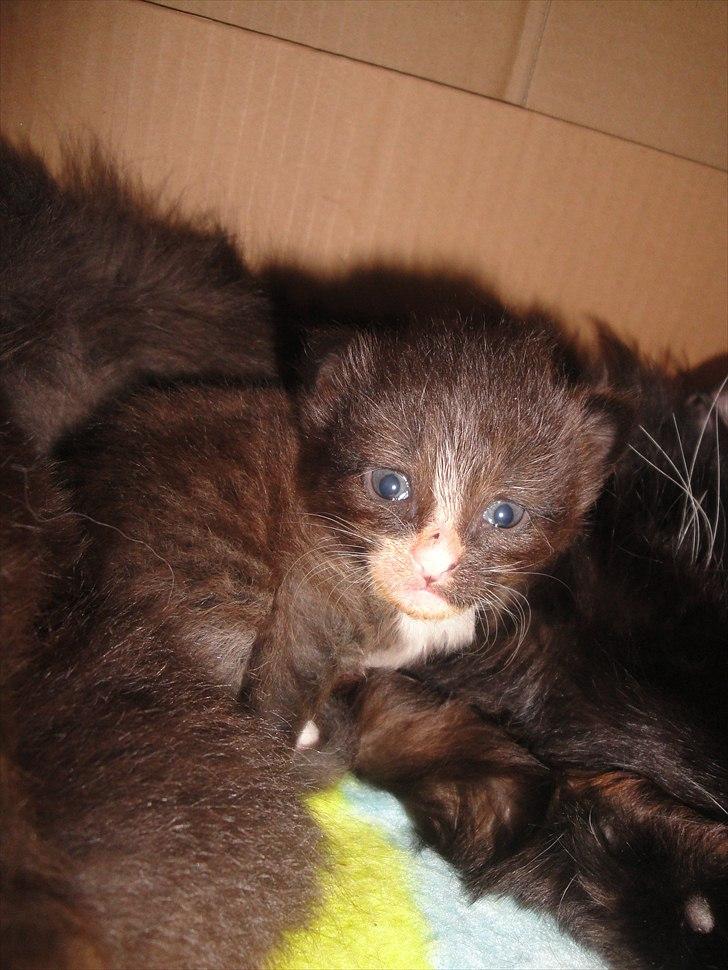 Norsk Skovkat beauty billede 2