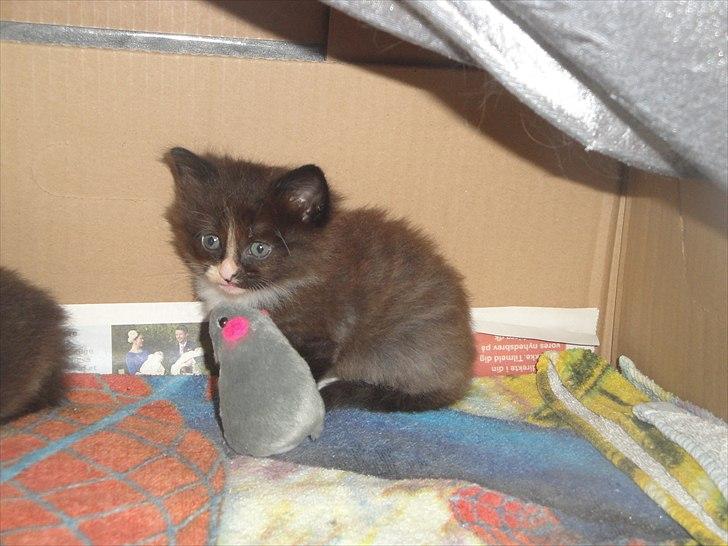 Norsk Skovkat beauty billede 1