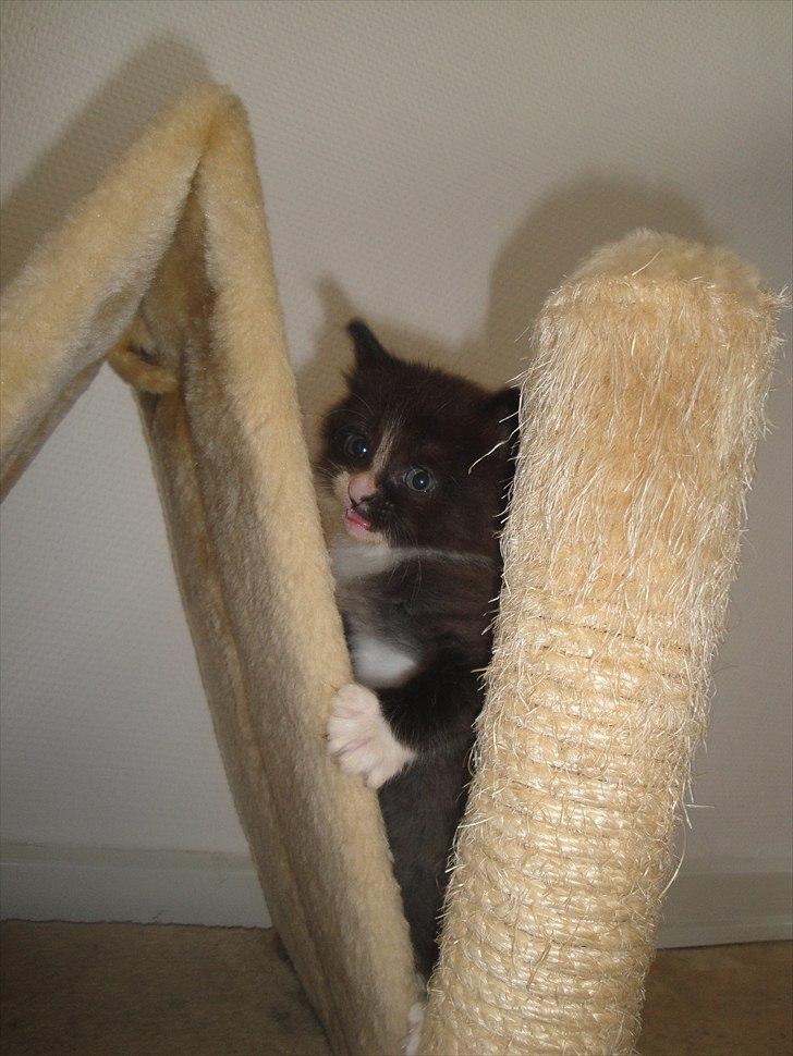 Norsk Skovkat beauty billede 3