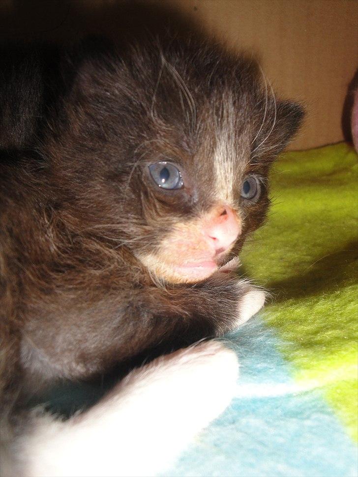 Norsk Skovkat beauty billede 5