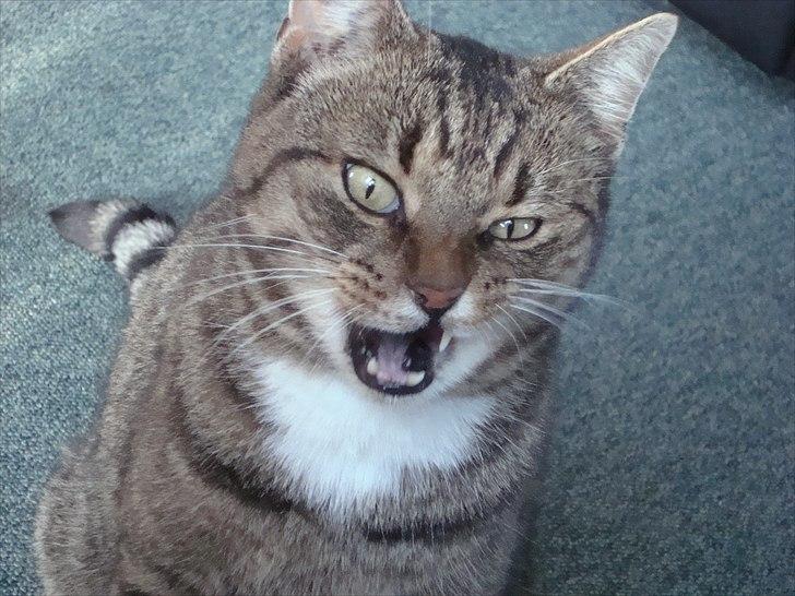 Huskat Elvis - R.I.P Sov godt billede 11