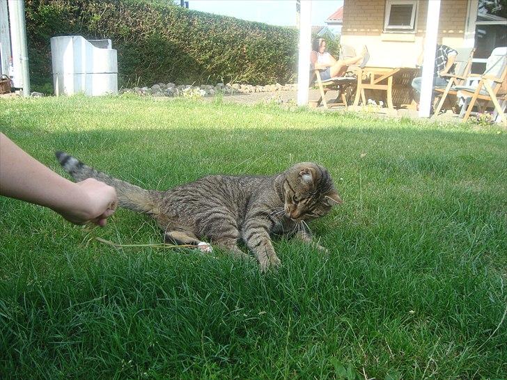 Huskat Elvis - R.I.P Sov godt billede 12