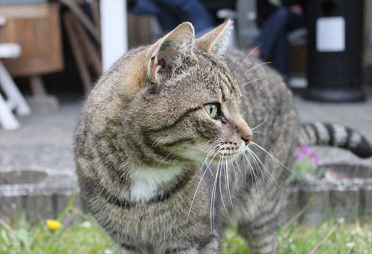 Huskat Elvis - R.I.P Sov godt billede 13