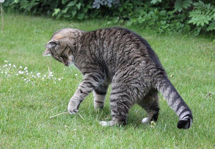 Huskat Elvis - R.I.P Sov godt billede 14