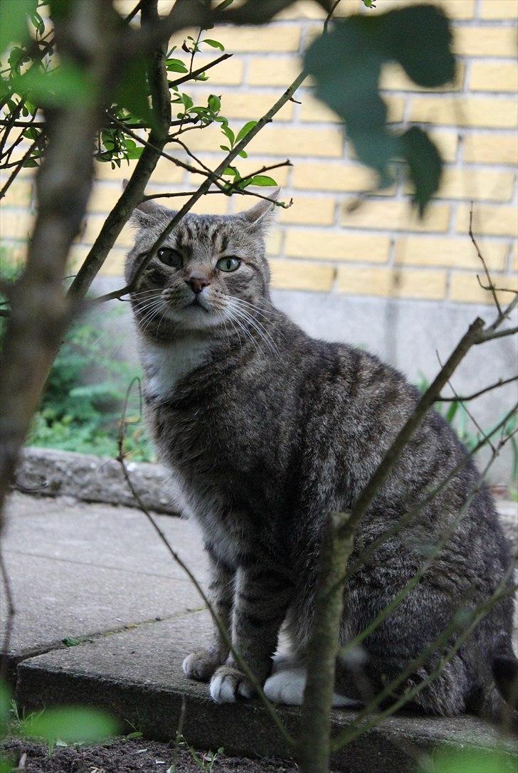 Huskat Elvis - R.I.P Sov godt billede 15