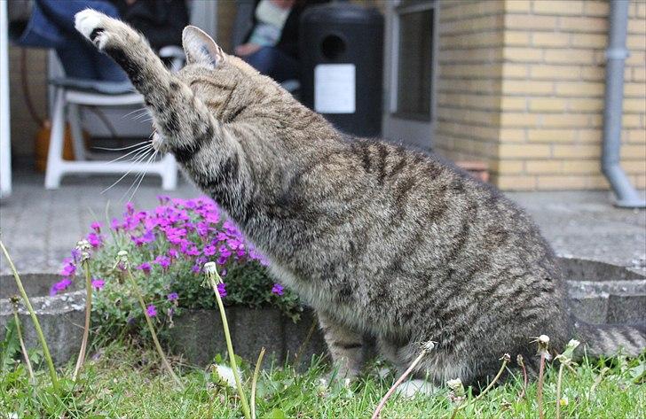 Huskat Elvis - R.I.P Sov godt - Foto: Glamberten. billede 16