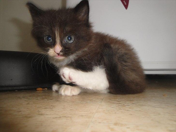 Norsk Skovkat beauty billede 6