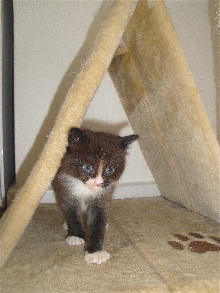 Norsk Skovkat beauty billede 7