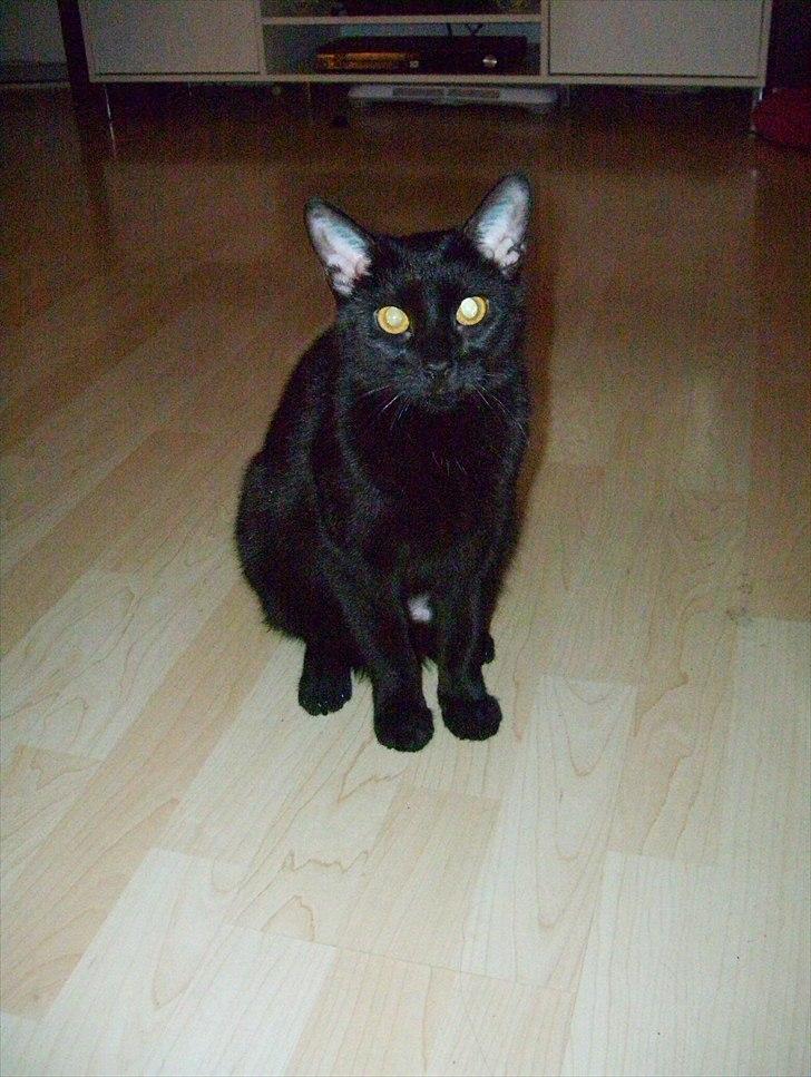 Huskat Bella - Så artig , så artig :) billede 1