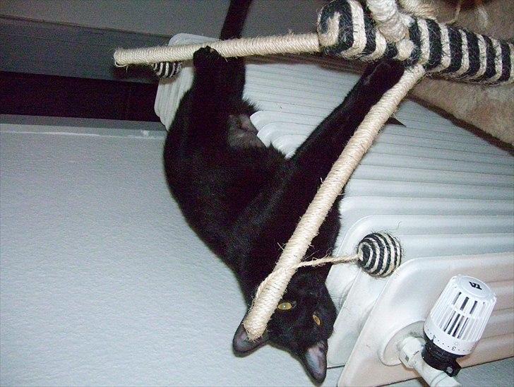 Huskat Bella - Bella sover "brandert" ud efter operation . billede 2