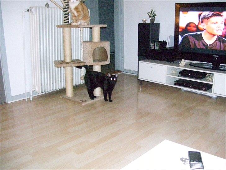 Huskat Bella billede 3