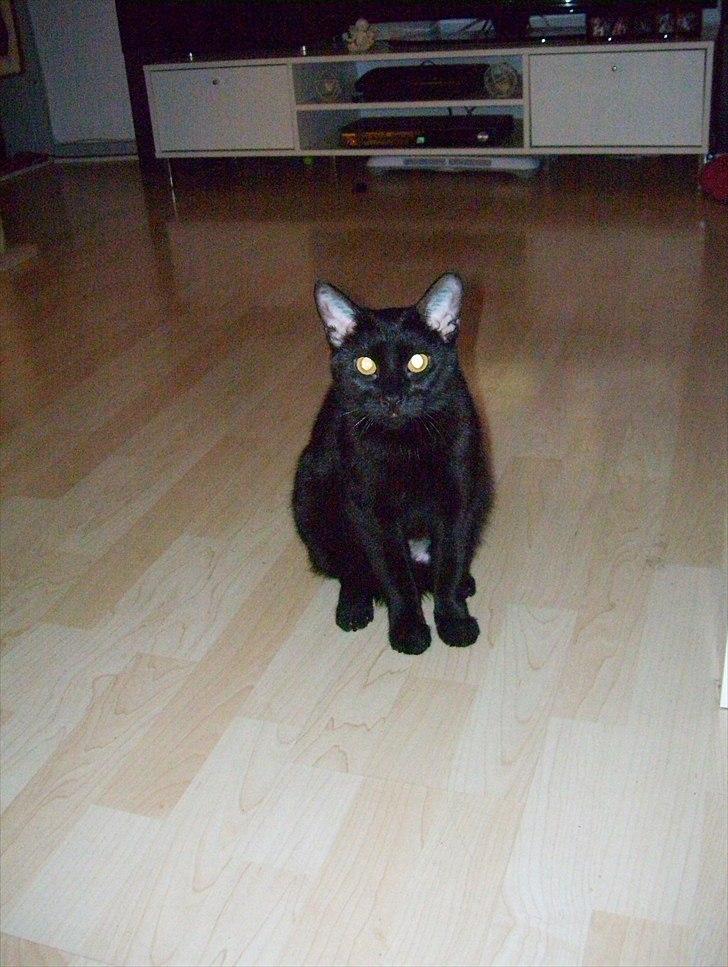 Huskat Bella billede 4