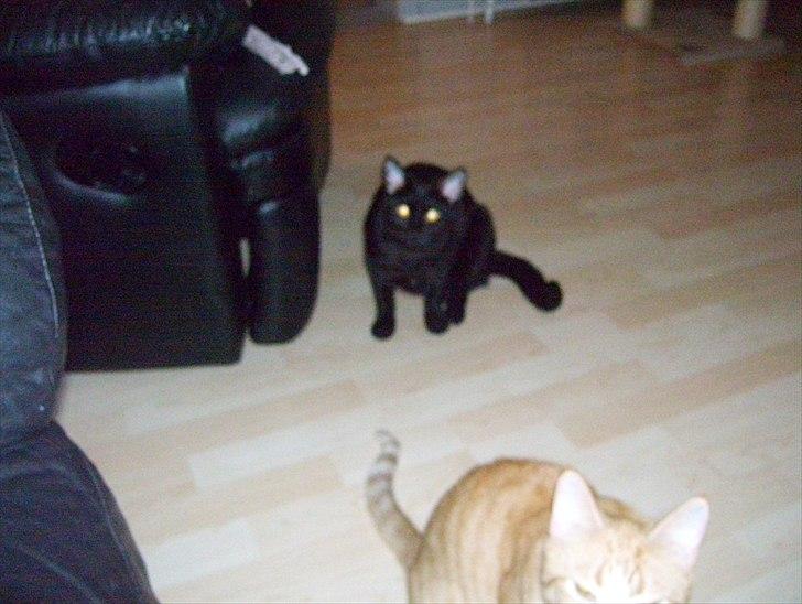 Huskat Bella - Vildbasse :) billede 5