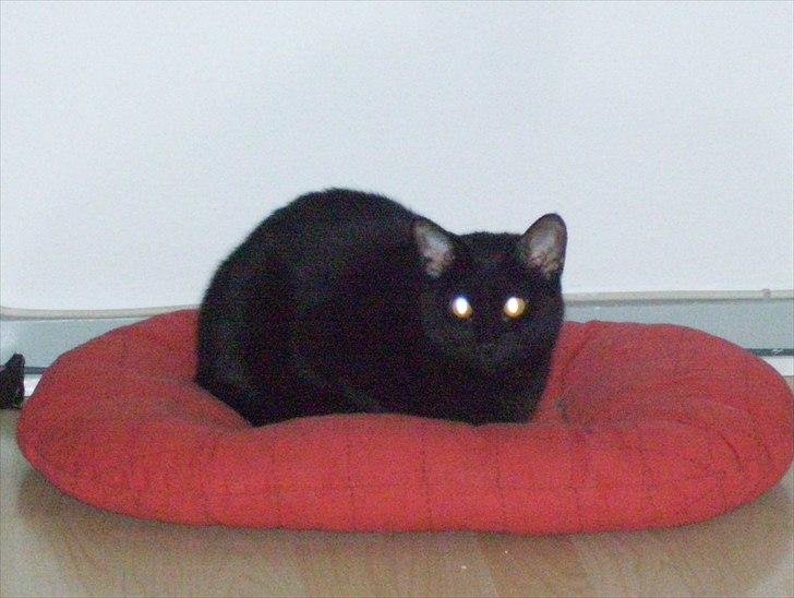 Huskat Bella - Total yndlingssted :) billede 6