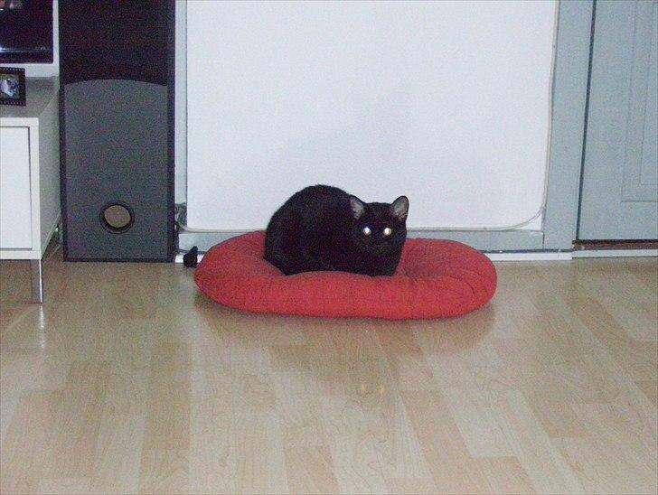 Huskat Bella billede 7