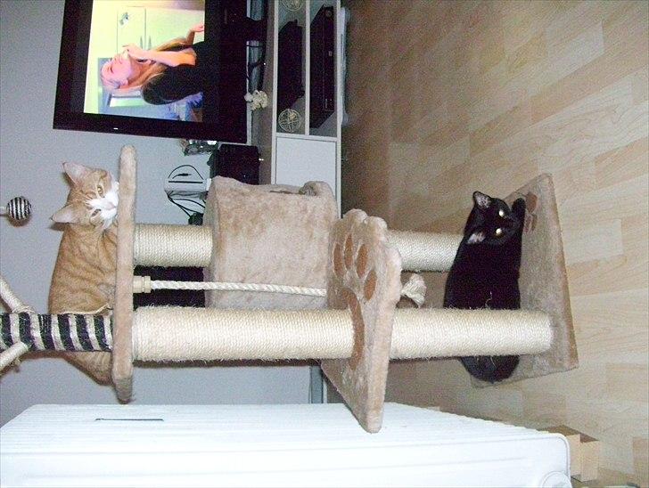 Huskat Bella billede 8