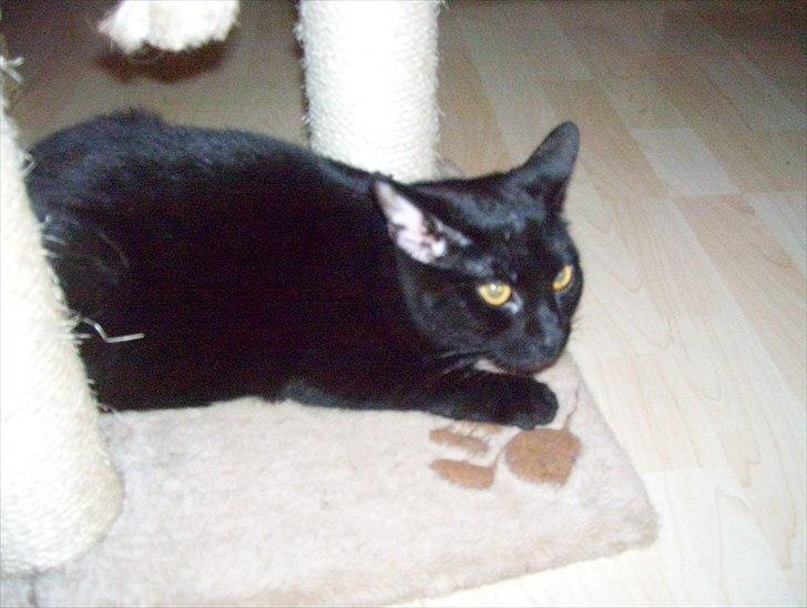 Huskat Bella billede 9