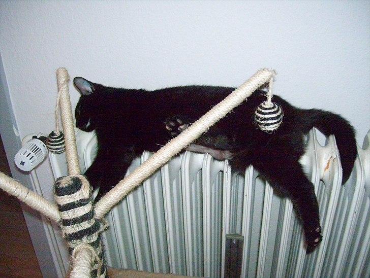 Huskat Bella billede 10