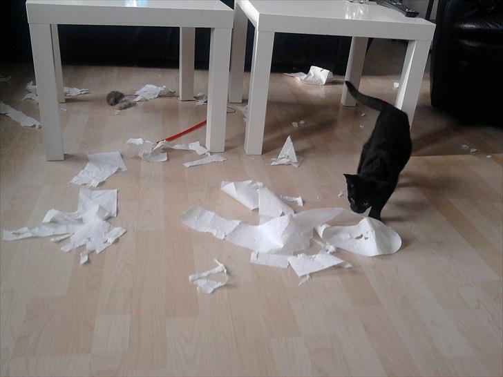 Huskat Bella - BALLADE !! billede 11