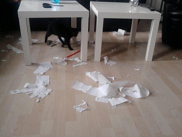 Huskat Bella - Det var i hvert fald ikke mig ! billede 12