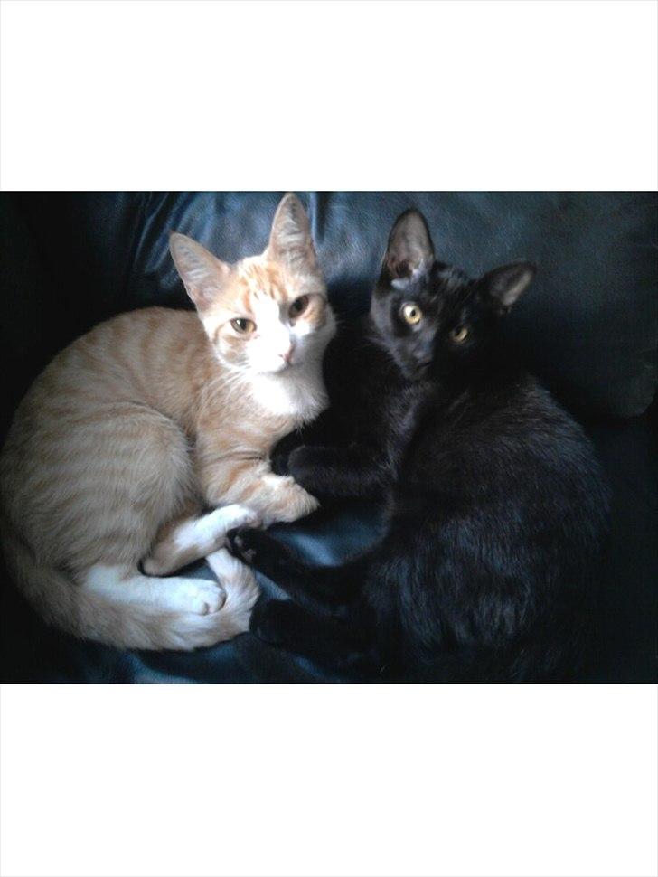 Huskat Bella billede 13