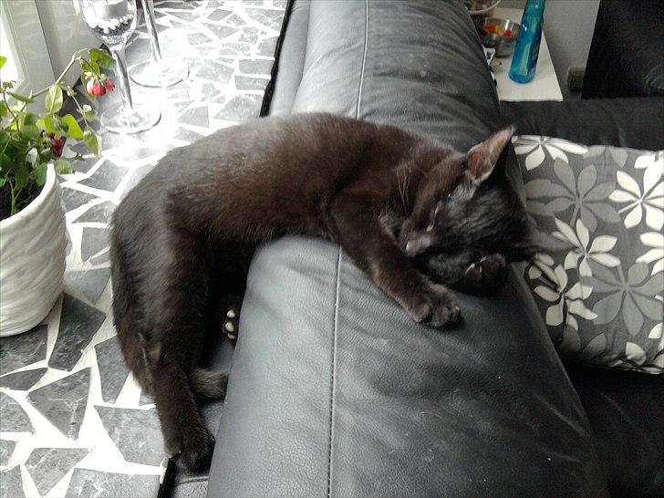 Huskat Bella billede 14