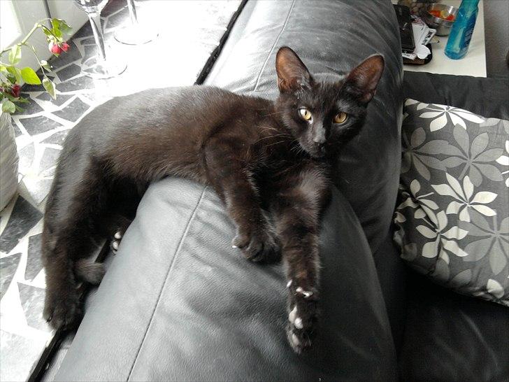 Huskat Bella billede 15