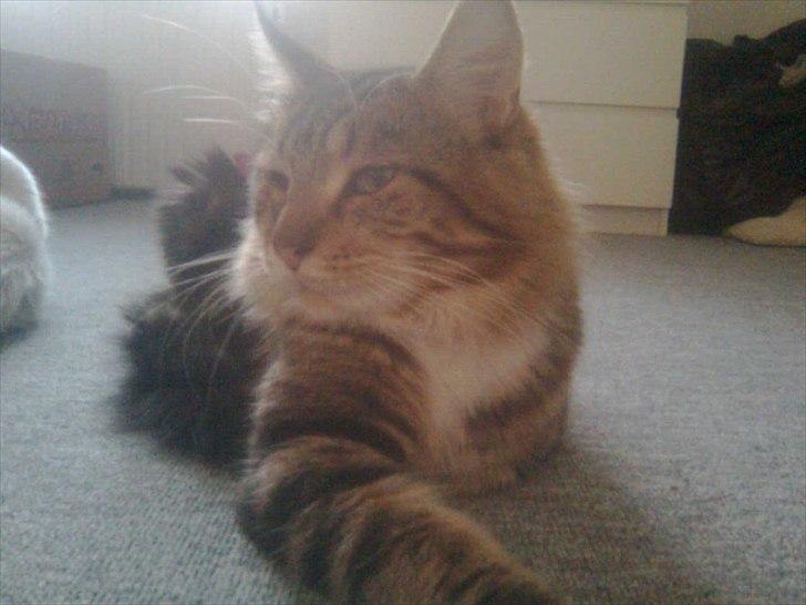 Maine Coon Noah #NoahBoah# - Gudeskønne Noah. <3 billede 13