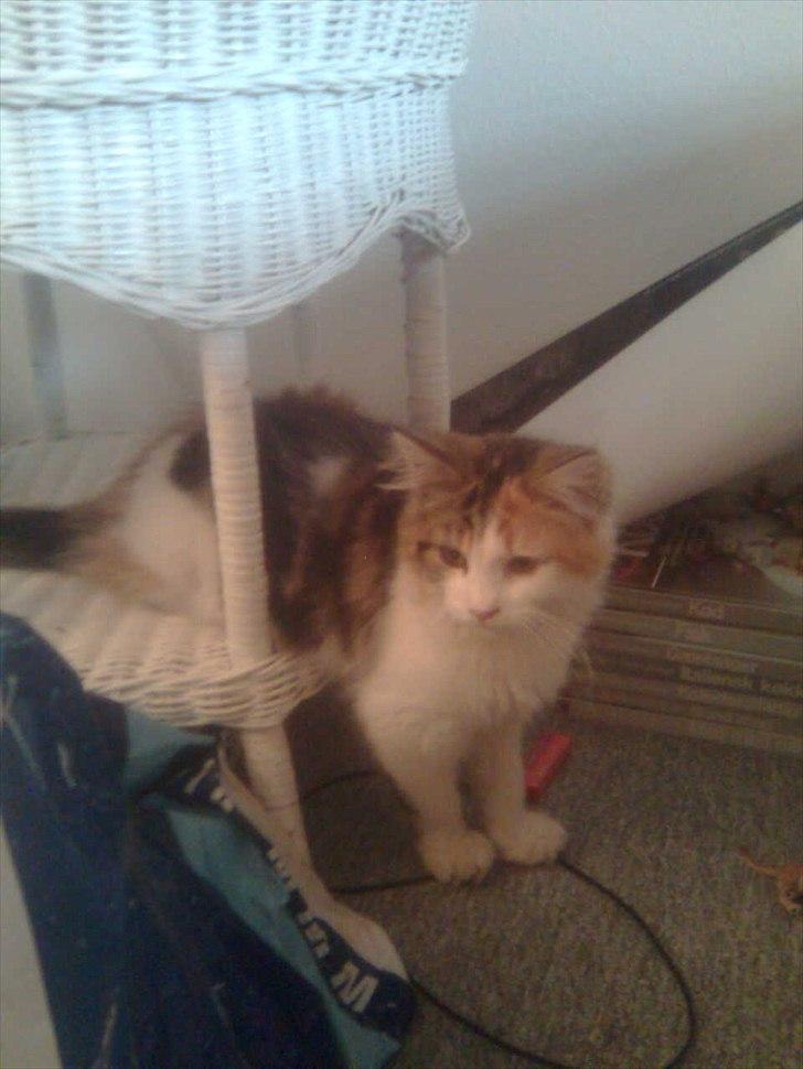 Maine Coon Malou #Malle# - Malou d. 11/5 2011 billede 8